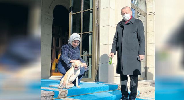 Emine Erdoğan, Leblebi'yi sahiplendi!