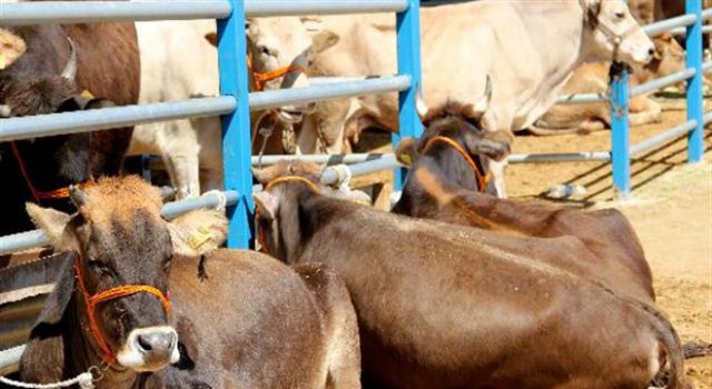 Hibe desteği başvuruları 30 Temmuz'da sonlanıyor