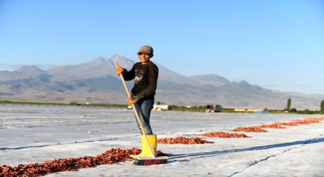 Erciyes'te yetiştirilen domatesler kurutularak ihraç ediliyor