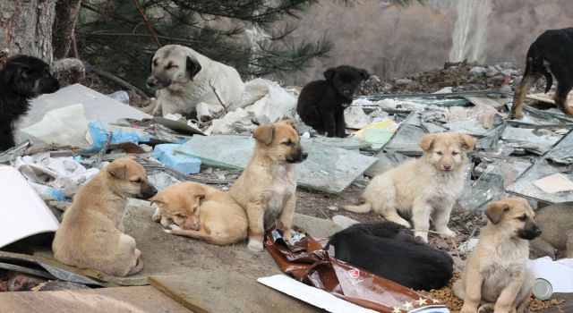 Kedi ve köpekler artık terk edilemeyecek! Çiplendirilmeye başlandı..