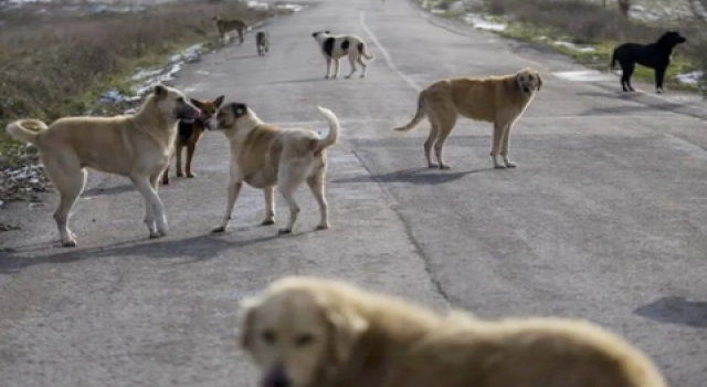 Sokak köpekleri düzenlemesi TBMM'de kabul edildi!