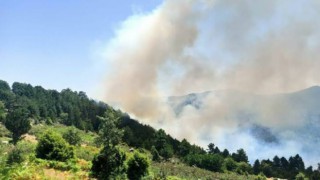 Son dakika.. Didim'de de orman yangınları çıktı