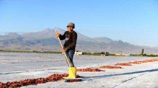 Erciyes'te yetiştirilen domatesler kurutularak ihraç ediliyor